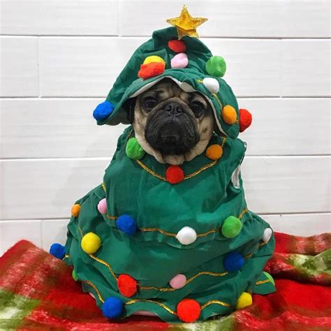 O Pugmas Tree Pug Christmas Pugs Doug The Pug