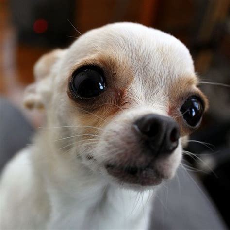 One chihuahua owner who has been in several of my dog training classes has told me she likes them because they are sweet and easy to live with, or something to that effect. Eyebrows | Chihuahua dogs clothes, Chihuahua dogs, Cute ...