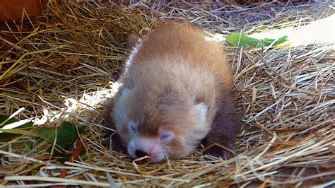 Rare Red Panda Born At Dutch Zoo Free Press Of Jacksonville