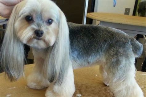 23 Cute Shorkie Haircut Ideas All The Different Types And Styles Dog