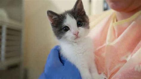 So they will take a while to warm up. Adorable and Cute Kittens Available for Adoption - One ...