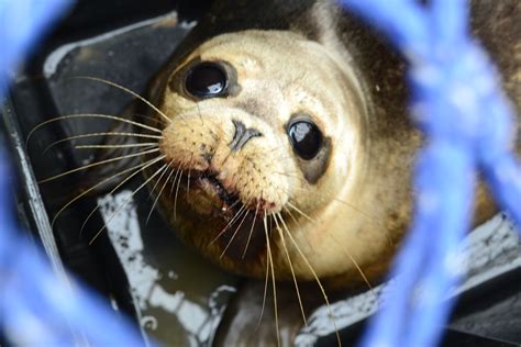 Seal Hospital Sea Life Scarborough Aquarium