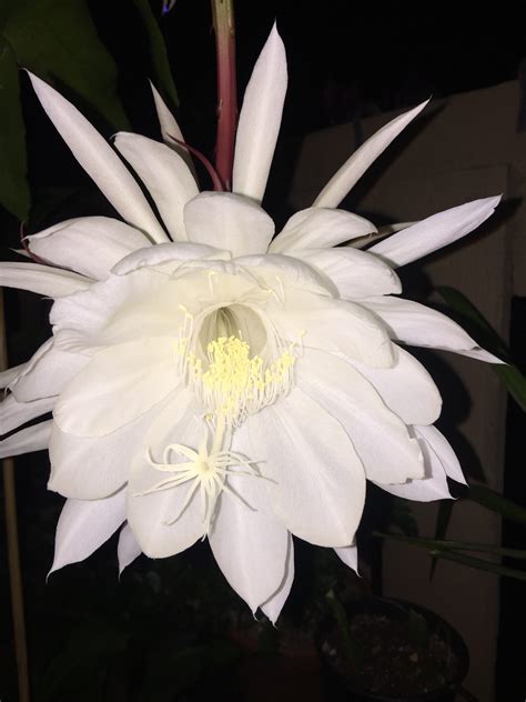 Queen Of The Night Flower Plant Galora