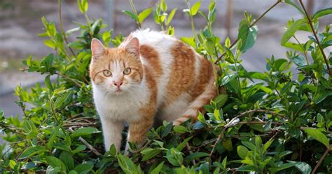 Your kitty can bat at the ferns all he wants and your puppy can even take a bite—this plant is safe for cats and dogs. Keeping Cats Safe: Plants and cats | International Cat Care