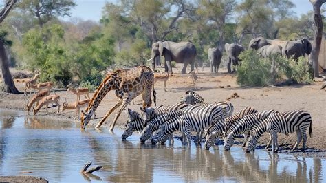 Bbc Two Waterhole Africas Animal Oasis Take The Waterhole