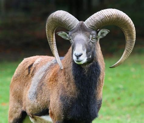European Mouflon Ram Hunting Animals Animals Wild Animal Pictures