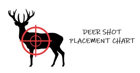 Deer Shot Placement Chart Where To Shoot Based On Your Position