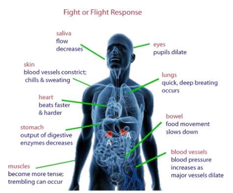 It was first described by walter bradford cannon. AQA A-LEVEL: Biopsychology - Fight or Flight Repsonse