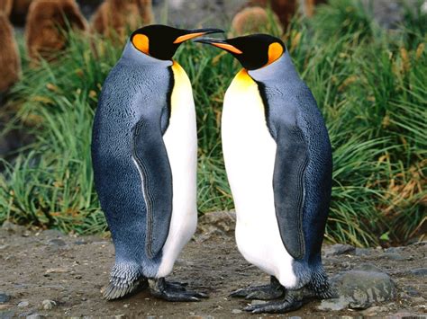 King Penguins Wallpapers Hd Wallpapers Id 4896
