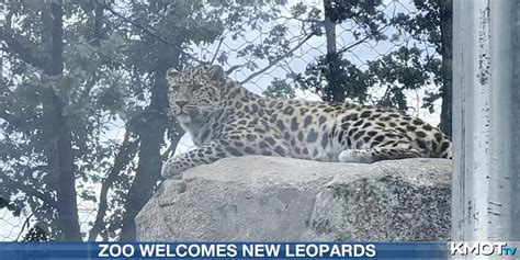 Amur Leopards Jordan And Anya Acclimating To Life At Roosevelt Park Zoo