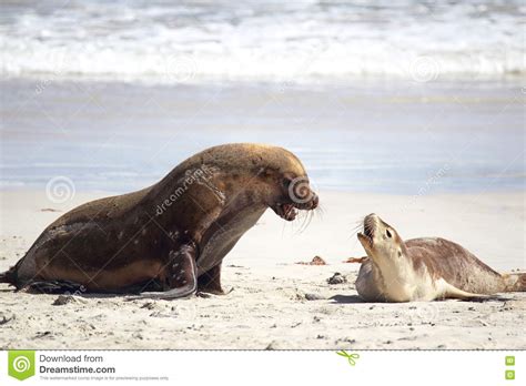 Australian Sea Lions Neophoca Cinerea Stock Photo Image Of Nature