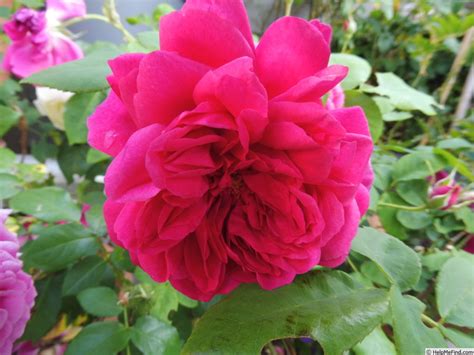 A rose of similar character to the species roses, with natural, shrubby growth. 'Thomas à Becket' Rose Photo