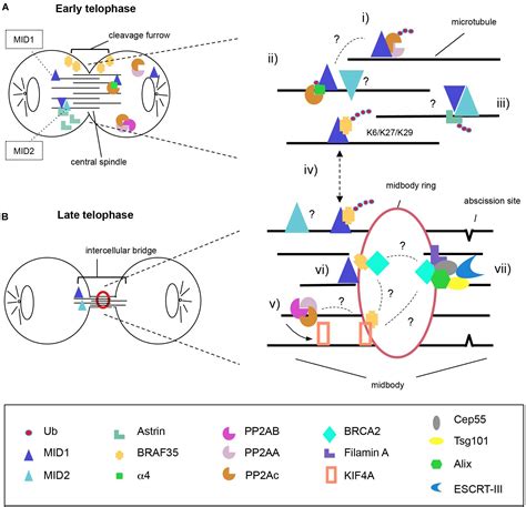 Frontiers Emerging Roles Of The Trim E Ubiquitin Ligases Mid And