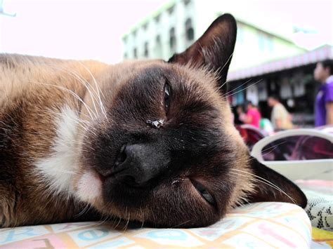 Saturday Night Market Fat Siamese Cat Flickr Photo Sharing