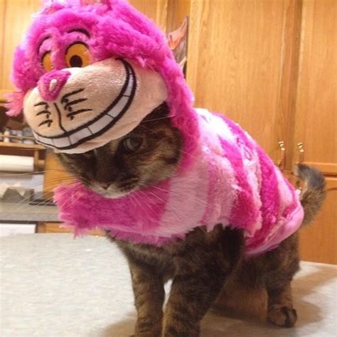 22 Cats That Absolutely Hate Their Halloween Costumes