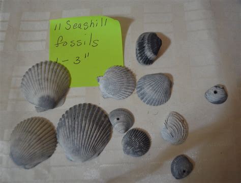 11 Seashell Fossils Natural Specimens Seashells Beach Find Sea Shells