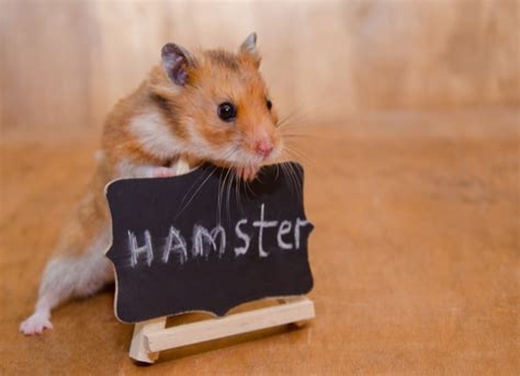 Hamster Facts Sheet How To Take Care Of Dwarf Hamsters Types Cages