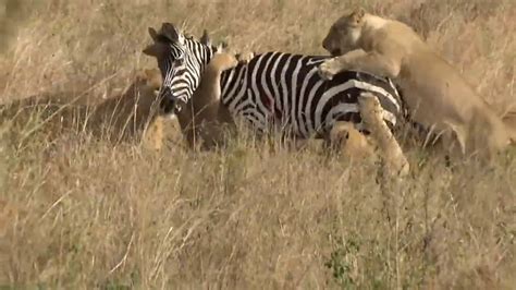 Lions Vs Zebra Effortless Kill In Serengeti No Escape For Zebra Youtube