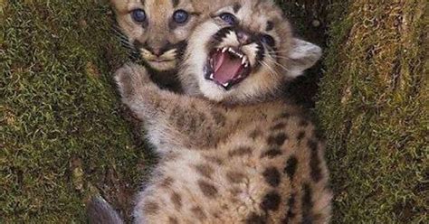Cute Cougar Cubs Imgur
