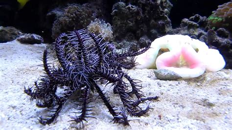 Crinoid Feather Star YouTube