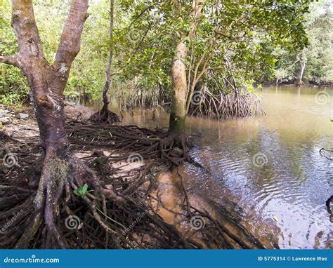 Wetlands Mangrove Trees Stock Photo Image Of Salt Trees 5775314