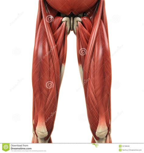 Check spelling or type a new query. Upper Legs Muscles Anatomy Royalty Free Stock Photos ...