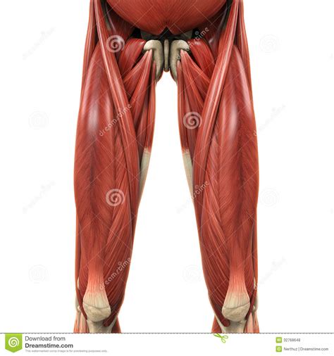 Tendons of the hand, tendons of the upper arm that effect the shoulder, achilles some upper body workouts that only work out the arms and not the legs are chest and bench presses. Upper Legs Muscles Anatomy Royalty Free Stock Photos ...