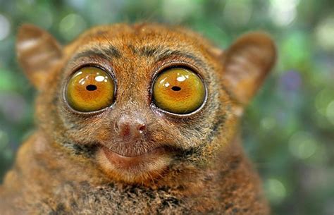Tarsier Extremely Shy Animals That Live In South Asia This Primate
