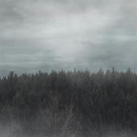 Dark Forest In Cloudy Day · Free Stock Photo