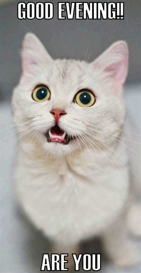 A White Cat With Its Mouth Open Saying Good Evening Are You