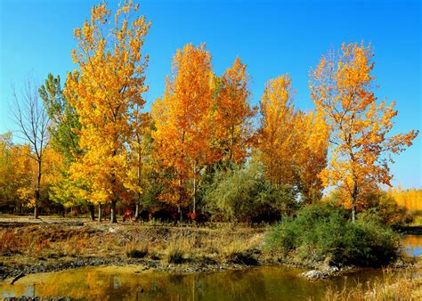 Осенние пейзажи на берегу реки Или-ТЯНЬ-ШАНЬ-天山网