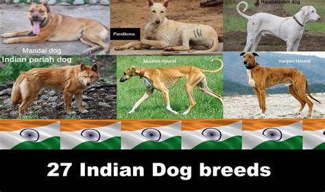 Indian Dog Breeds List