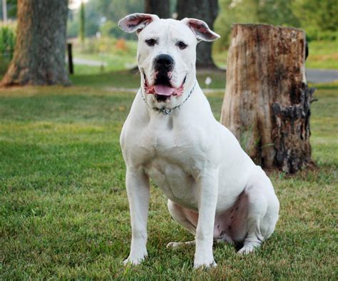 In this article, we take a look at some of the most popular american bulldog mixes. American Bulldog Wallpapers HD Download