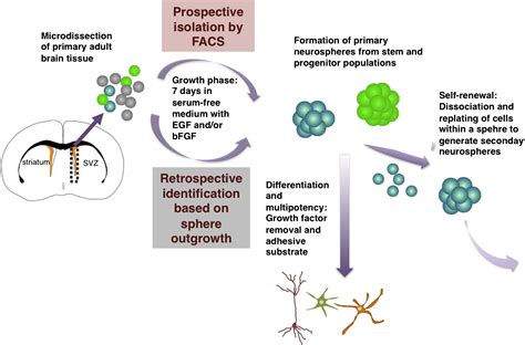 Eyes Wide Open A Critical Review Of Sphere Formation As An Assay For