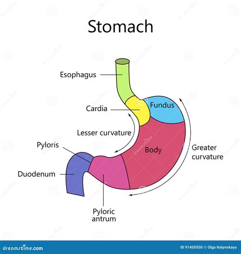 Understanding The Human Stomach Anatomy With Labeled Diagrams