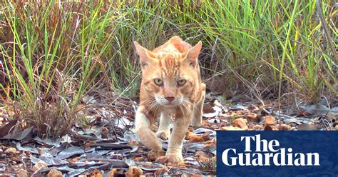 Feral Cats Now Cover 998 Of Australia Environment The Guardian