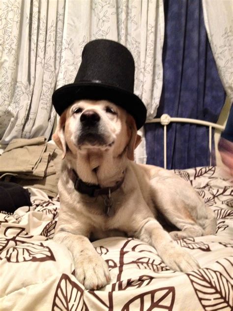 I Put This Top Hat On My Pup And She Made The Absolute Perfect Face