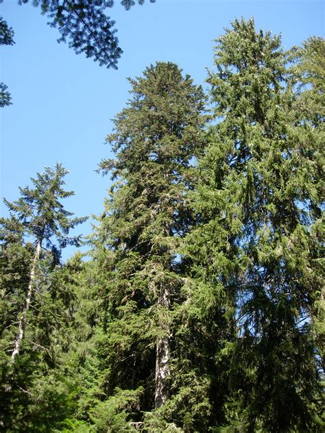 Abete Bianco Parco Naturale Adamello Brenta Geopark