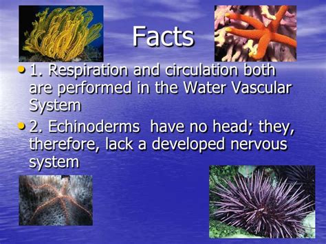 The water vascular system is a hydraulic system used by echinoderms, such as sea stars and sea urchins, for locomotion, food and waste transportation, and respiration. Echinoderms
