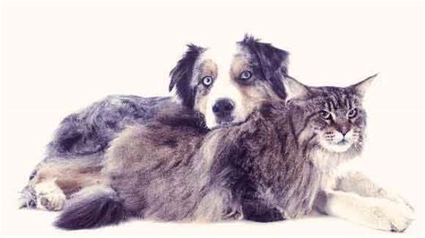 Cancer begins when healthy cells change and grow out of control, forming a mass called a tumor. Liver Cancer in Dogs and Cats | PetCareRx