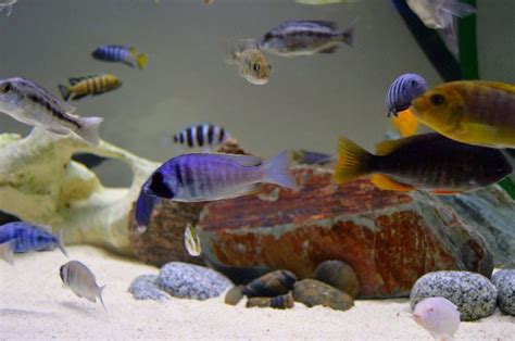 Male Deep Water Hap African Cichlids Fish Pet Cichlids