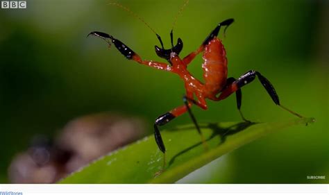 Insect Views The Kung Fu Mantis Bbc Earth Video Boomers Daily
