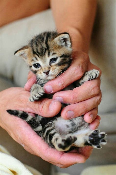 Cute😍 Kittens Cutest Cute Cats Photos Cute Cats