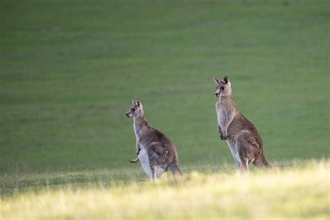 Do Kangaroos Really Punch And Other Roo Facts Liveminty