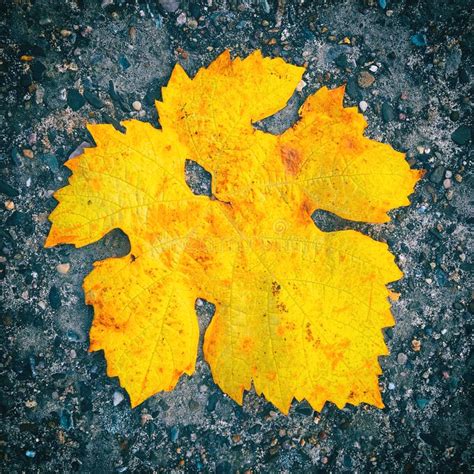 Lonley Maple Leaf Of Autumn Lying On The Ground Stock Image Image Of