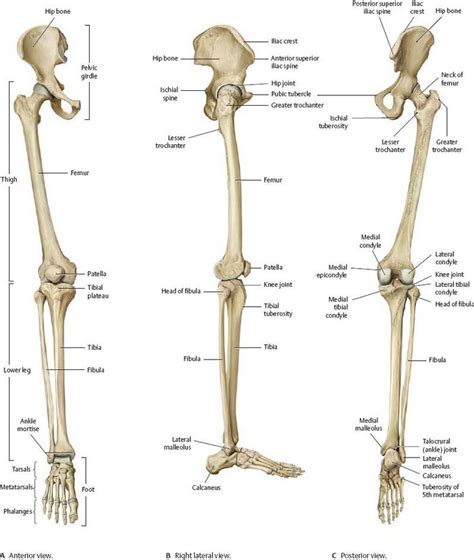 Hip And Thigh Atlas Of Anatomy Điêu Khắc Động Vật