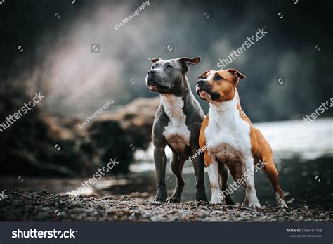 How Do You Take Care Of An American Staffordshire Terrier
