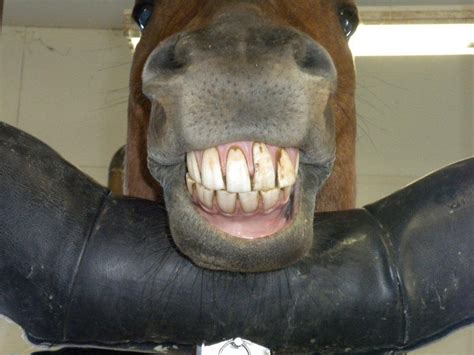 Smile For The Camera Horse Nation Horse Nation