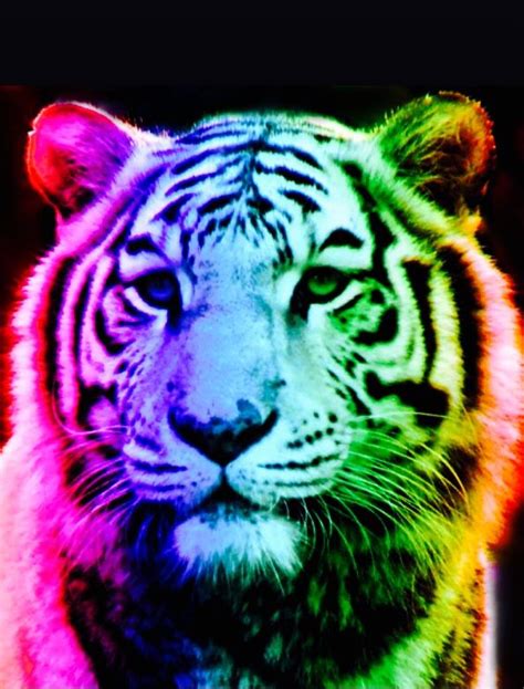 it s a rainbow tiger big cats art tiger pictures tiger artwork