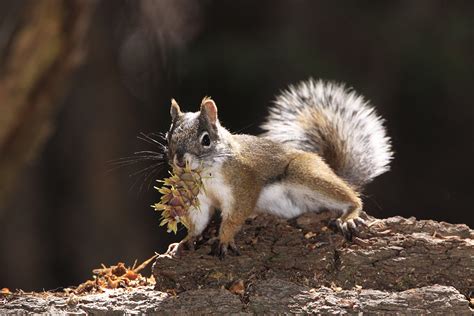 Mount Graham Red Squirrel Photo Brucetaubert Photos At